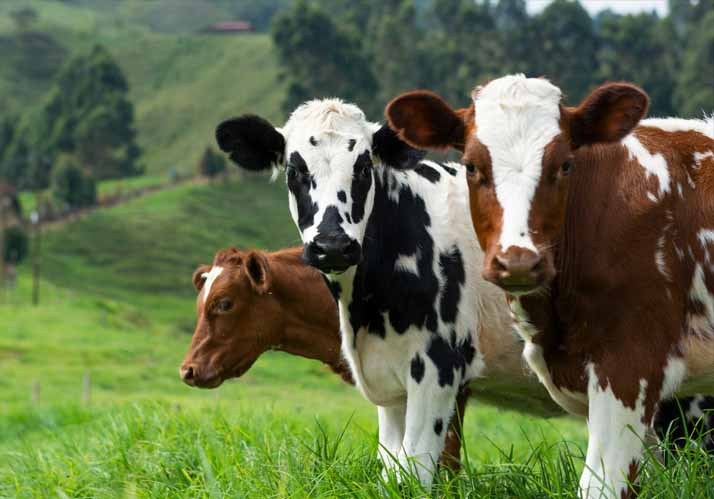 Kuhmilch – weil ich ein Rindvieh bin! – Wie im Karnismus selbst überzeugte Atheisten einem konstruierten Glaubenssystem folgen Kuhmilch – weil ich ein Rindvieh bin! – Wie im Karnismus selbst überzeugte Atheisten einem konstruierten Glaubenssystem folgen