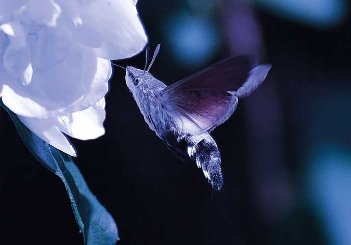 Voller Durchblick bei Sternenlicht
– Wie Insekten sich nachts orientieren Voller Durchblick bei Sternenlicht
– Wie Insekten sich nachts orientieren