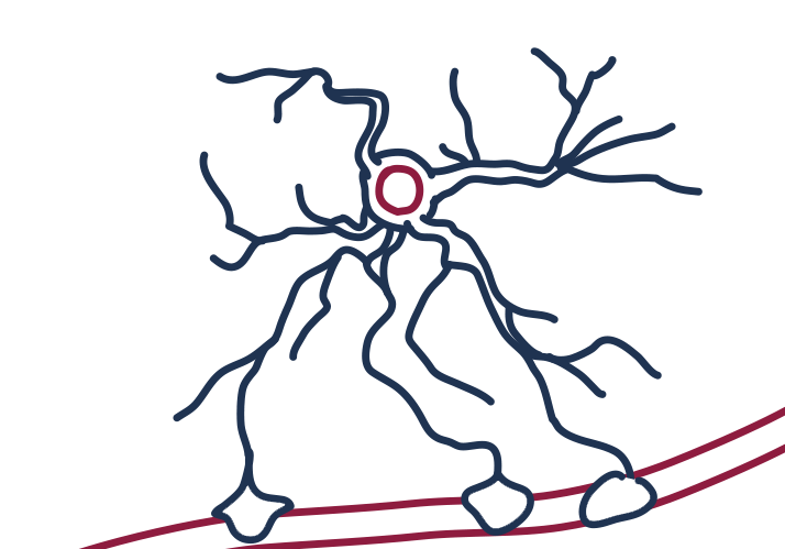 Das flexible Gehirn – Astrozyten und ihre Rolle bei der neuronalen Plastizität Das flexible Gehirn – Astrozyten und ihre Rolle bei der neuronalen Plastizität
