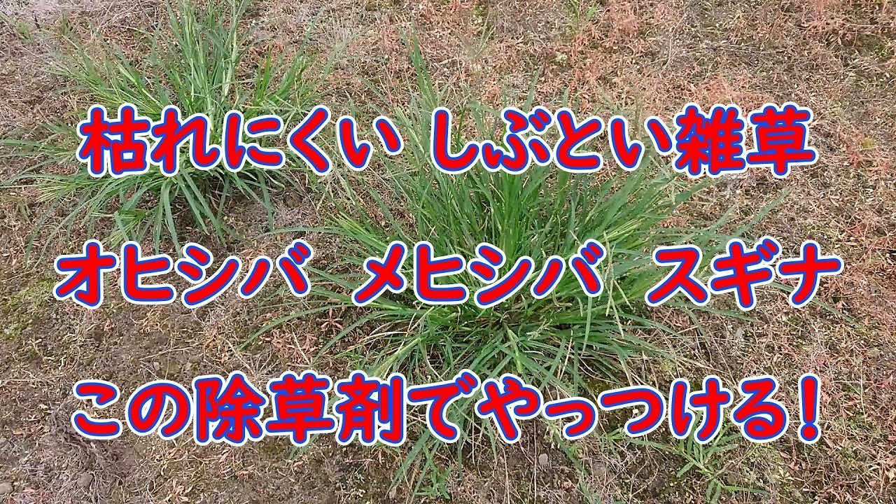 スカウト除草剤は何に使用されますか? スカウト除草剤は何に使用されますか?