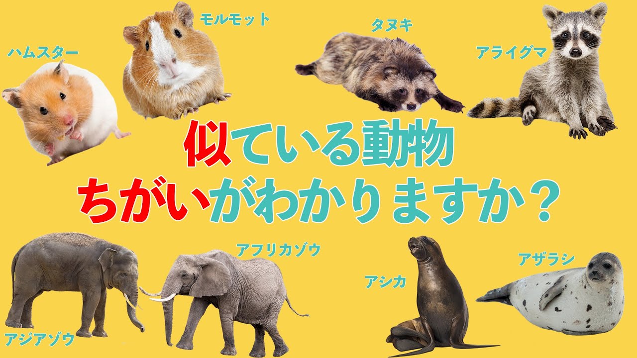 嫉妬を象徴する動物は何ですか? 嫉妬を象徴する動物は何ですか?