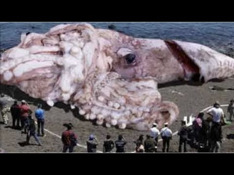 最大のダイオウイカは何ですか? 最大のダイオウイカは何ですか?