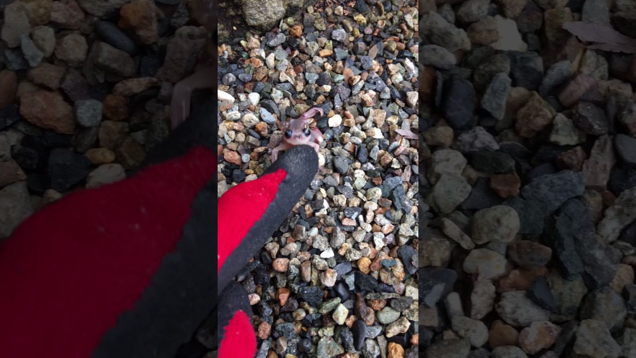 世界で最初に発見された国はどこですか? 世界で最初に発見された国はどこですか?