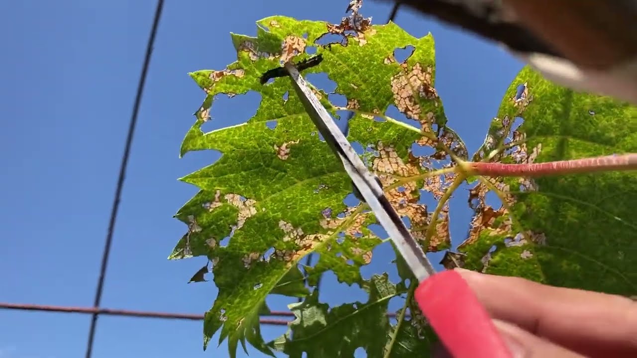 人魚のクレオパトラの原型を使用するにはどうすればよいですか? 人魚のクレオパトラの原型を使用するにはどうすればよいですか?