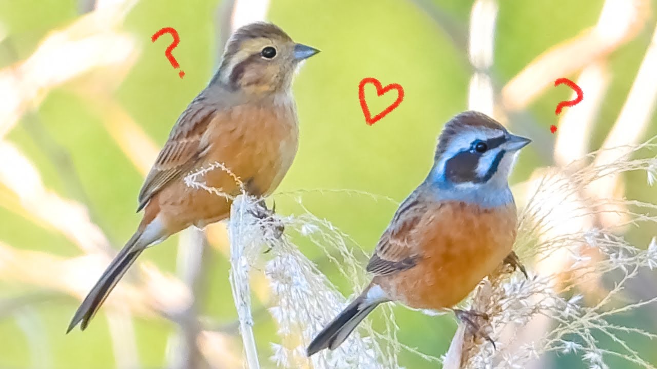 世界最大の肉食性の鳥は何ですか? 世界最大の肉食性の鳥は何ですか?