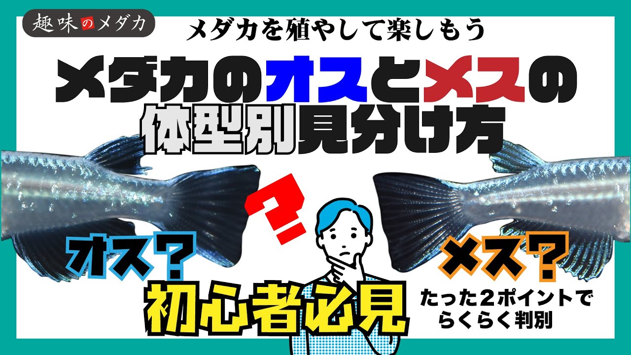 馬の雌の性別は何ですか? 馬の雌の性別は何ですか?
