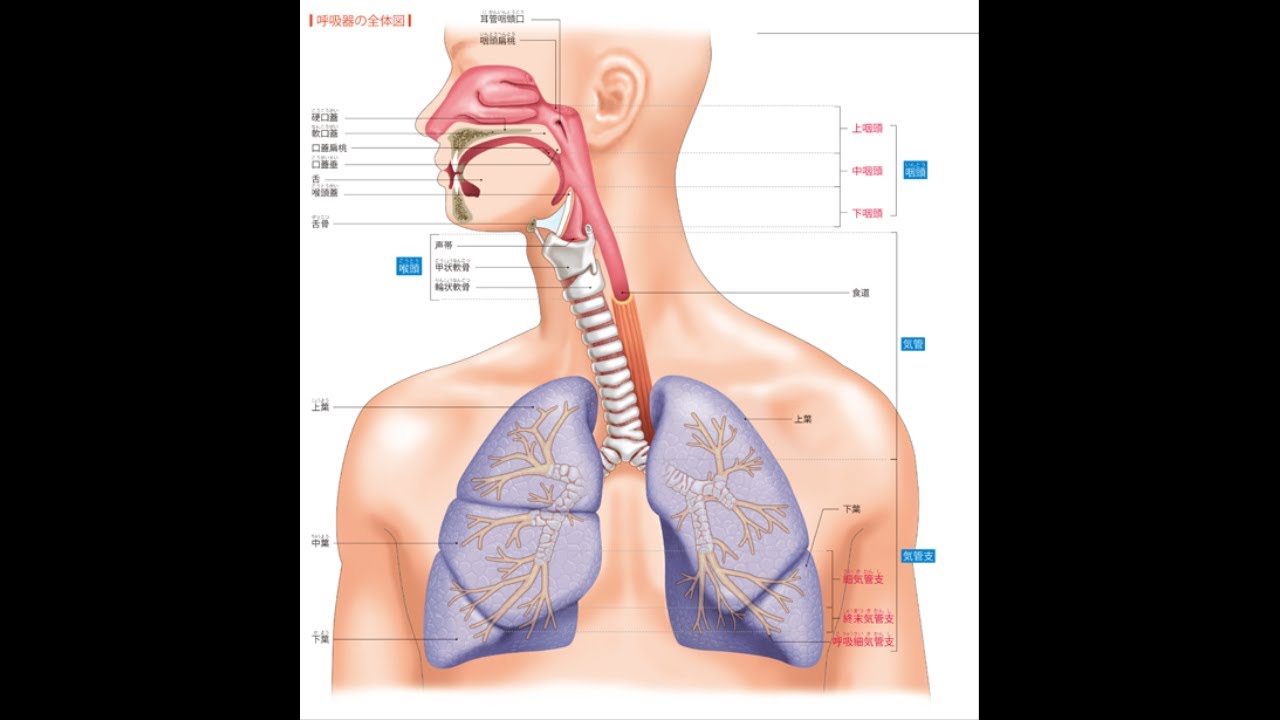 呼吸器系: 呼吸器系とは何か、機能と解剖学 呼吸器系: 呼吸器系とは何か、機能と解剖学