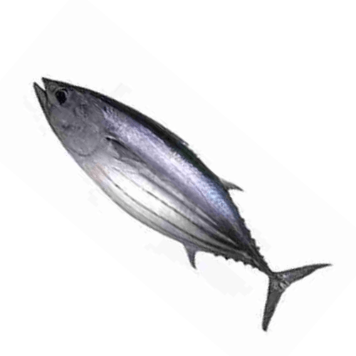 Tulingan 1kg Tulingan 1kg