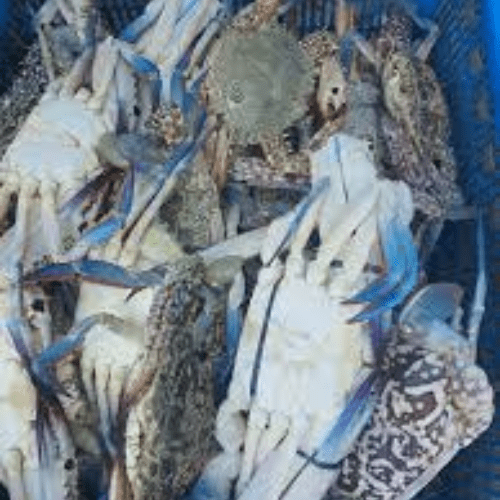 Lambay Large – 1kg Lambay Large – 1kg