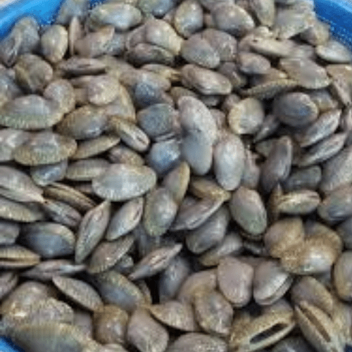 Punaw Shell 1kg Punaw Shell 1kg