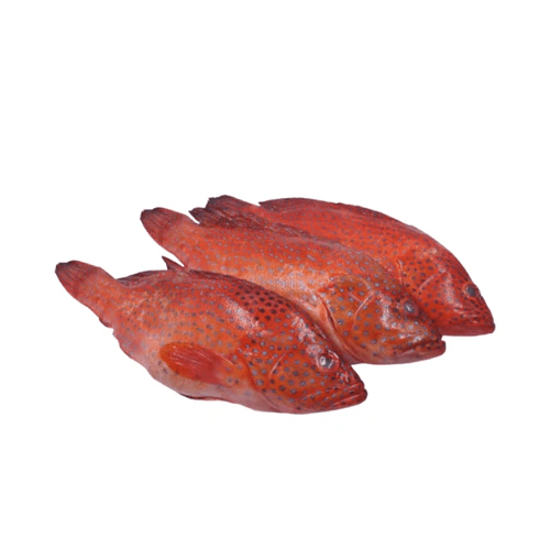 Lapu-lapu (Pugapo) 1kg Lapu-lapu (Pugapo) 1kg