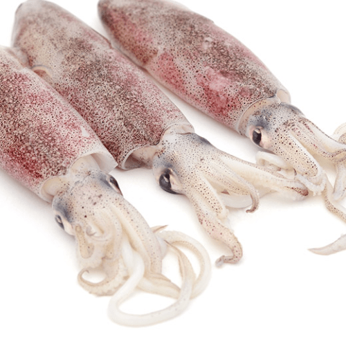 Squid 1kg Squid 1kg