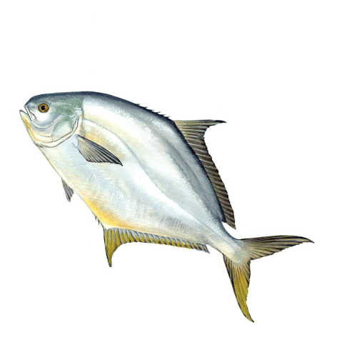 Pompano 1kg Pompano 1kg