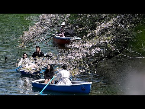 Giappone, inizia la celebrazione dell’Hanami a Tokyo con la fioritura dei ciliegi Giappone, inizia la celebrazione dell’Hanami a Tokyo con la fioritura dei ciliegi