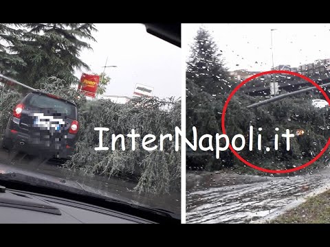 Temporale a Napoli e provincia, albero cade su un’auto in transito: tragedia sfiorata | La prove del Temporale a Napoli e provincia, albero cade su un’auto in transito: tragedia sfiorata | La prove del