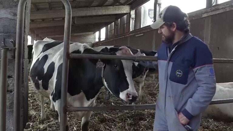 Mangimi e bollette costano troppo: l’allevatore è costretto ad abbattere gli animali Mangimi e bollette costano troppo: l’allevatore è costretto ad abbattere gli animali