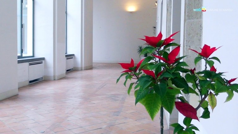 San Domenico Maggiore sarà la Casa della lettura di Napoli San Domenico Maggiore sarà la Casa della lettura di Napoli