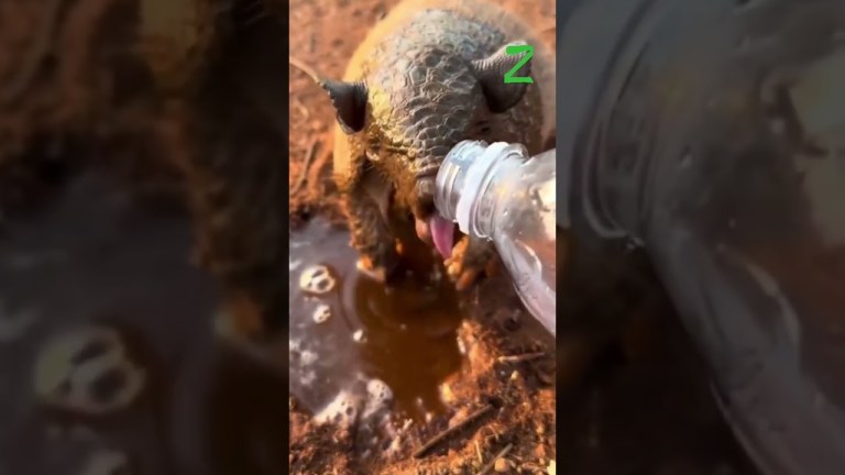 Una devastante siccità sta colpendo il Brasile: una donna dà da bere a un armadillo stremato Una devastante siccità sta colpendo il Brasile: una donna dà da bere a un armadillo stremato