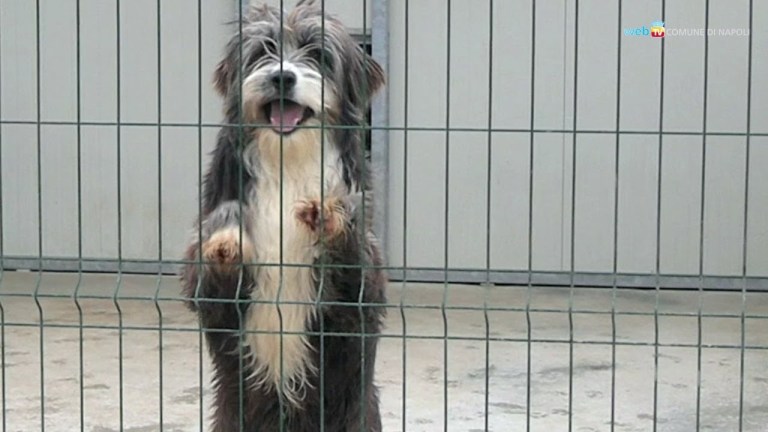 Amici dei cani, il Comune cerca volontari Amici dei cani, il Comune cerca volontari