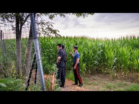 San Giuliano, trovate morte in un campo di granturco due donne: il video dal luogo della tragedia San Giuliano, trovate morte in un campo di granturco due donne: il video dal luogo della tragedia
