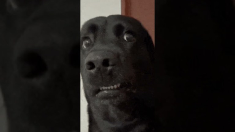 I fischi censurati al ministro Sangiuliano I fischi censurati al ministro Sangiuliano