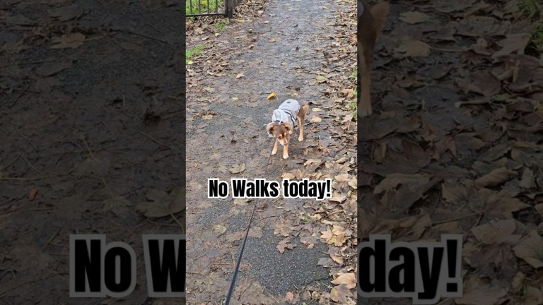 Amadeus doesn’t want to walk. Amadeus doesn’t want to walk.