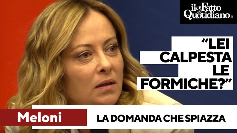 “Lei calpesta le formiche?”: la bizzarra domanda spiazza Meloni. La reazione in conferenza stampa “Lei calpesta le formiche?”: la bizzarra domanda spiazza Meloni. La reazione in conferenza stampa