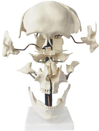 Skeleton Model Life Size Anatomy Skull Model, Disarticulated, Mounted on Wire to Retain Spatial Skeleton Model Life Size Anatomy Skull Model, Disarticulated, Mounted on Wire to Retain Spatial