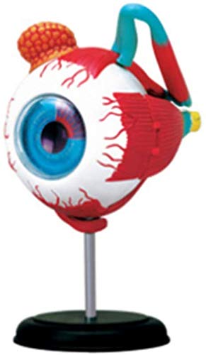 ARAST Anatomy Puzzle Eyeball Model – Human Body Eye Vision Anatomical Model Toys 32Piece for ARAST Anatomy Puzzle Eyeball Model – Human Body Eye Vision Anatomical Model Toys 32Piece for