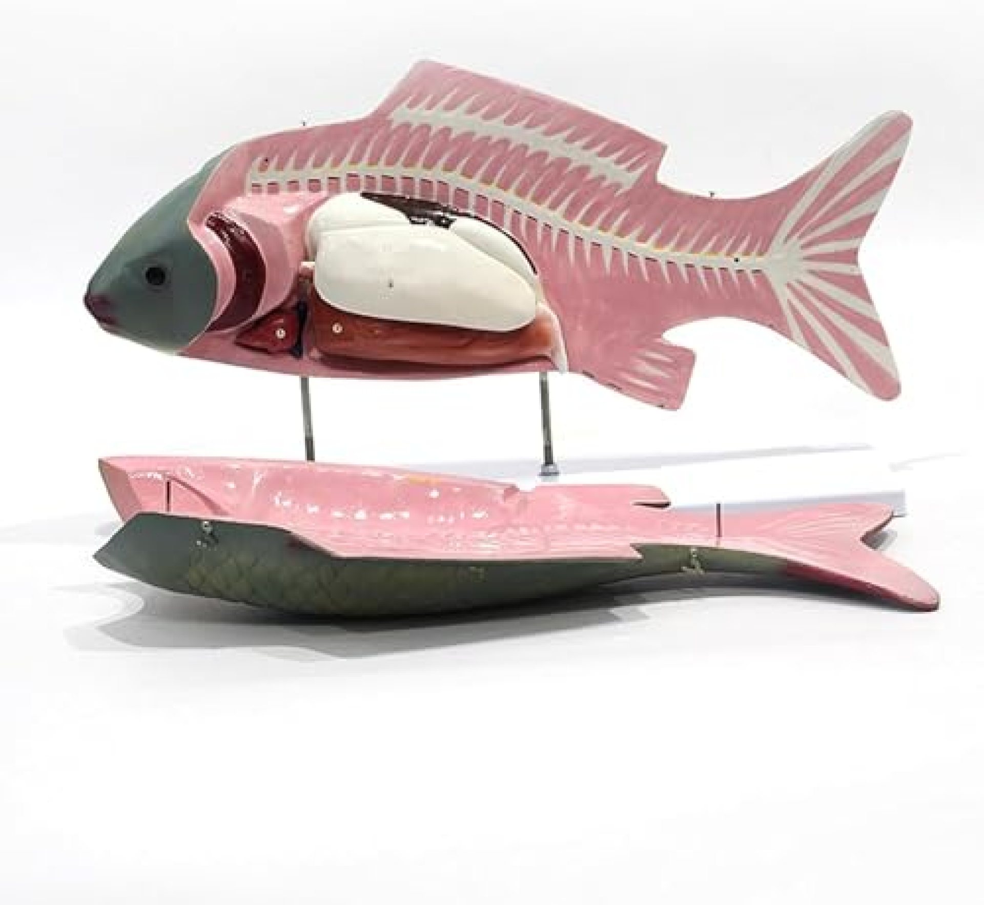 Anatomy Model Skeleton Model Fish Anatomy Model Internal Organ Anatomy Model Detachable Design Anatomy Model Skeleton Model Fish Anatomy Model Internal Organ Anatomy Model Detachable Design