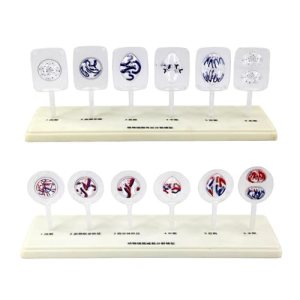 MTTXY Animal And Plant Cell Mitosis And Meiosis Model, 12 Parts Medical Science Anatomy Cell And