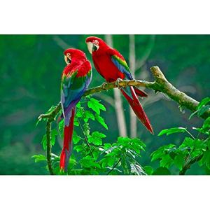 JW-MZPT Parrot Wooden Puzzle, Decompression Educational Toy Creative Parent-Child Interaction