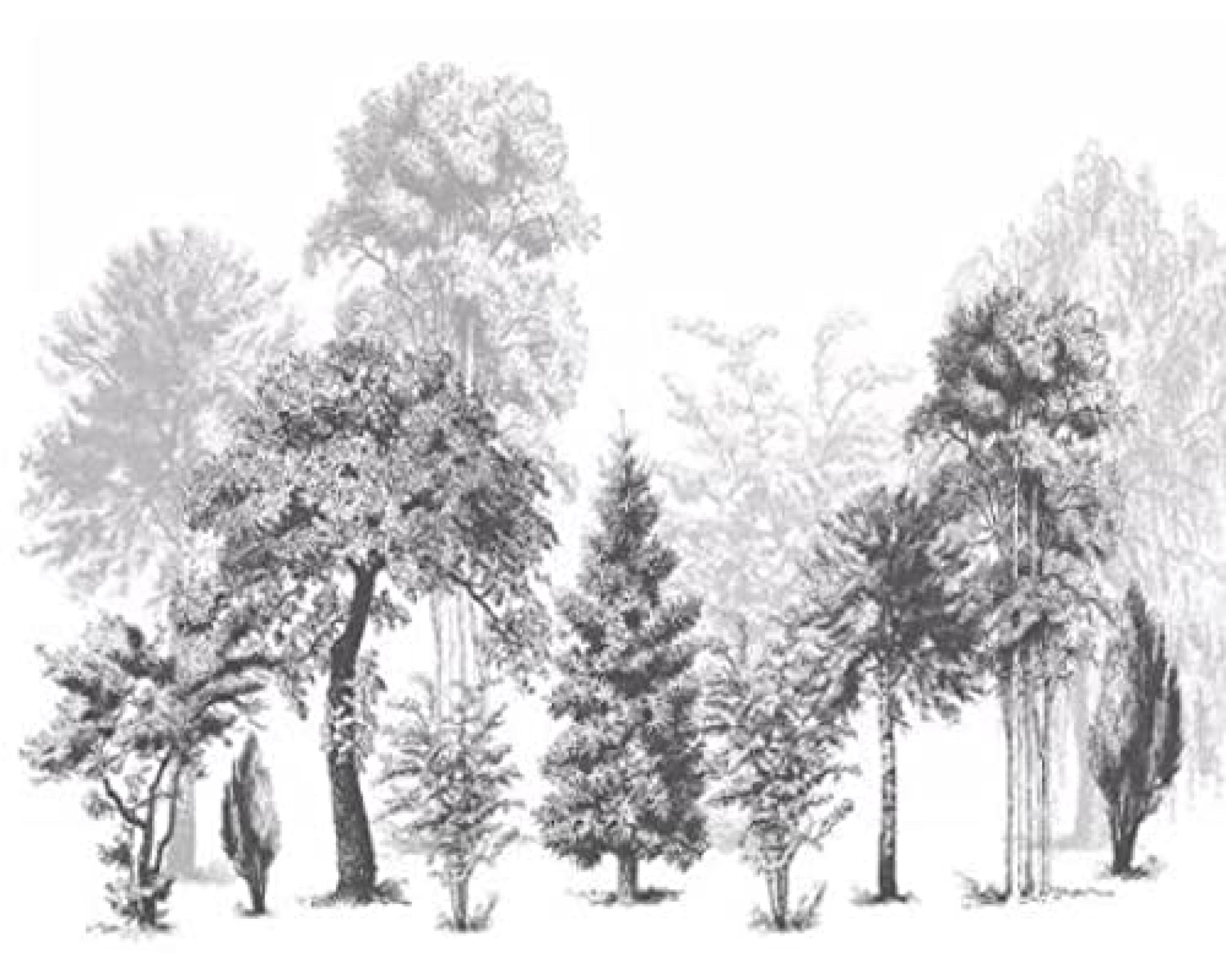mural 3d wallpaper Vintage & Trees W300 X H210 CM Wall Decor Home Craft Wall Decal Wall Non-Woven mural 3d wallpaper Vintage & Trees W300 X H210 CM Wall Decor Home Craft Wall Decal Wall Non-Woven