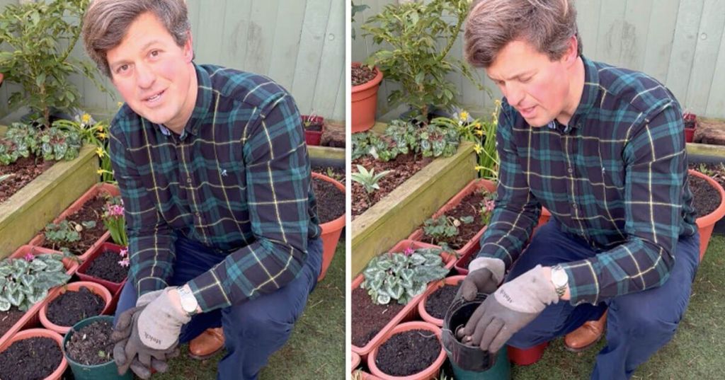 Gardener shares how to plant dahlia tubers now for ‘endless flowers’ Gardener shares how to plant dahlia tubers now for ‘endless flowers’