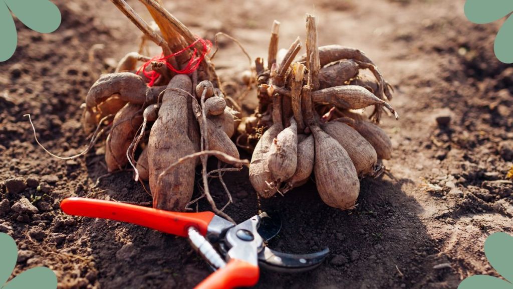 Monty Don’s tip for ensuring dahlias tubers survive winter Monty Don’s tip for ensuring dahlias tubers survive winter