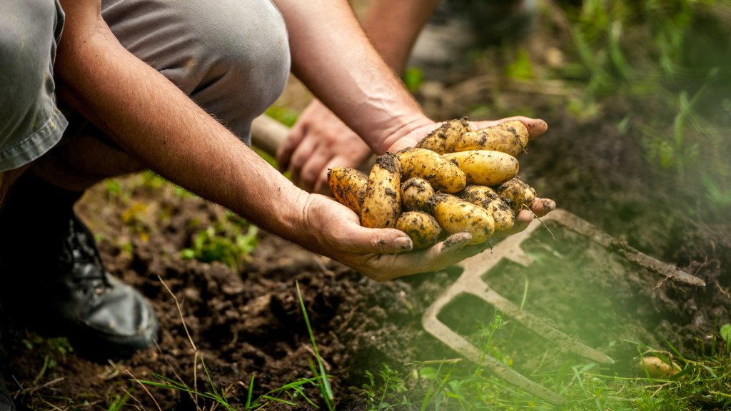 How to fertilize potatoes: expert tips for feeding crops How to fertilize potatoes: expert tips for feeding crops