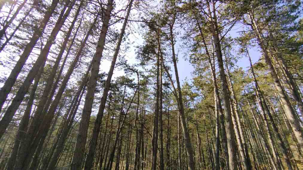 Forestazione urbana, la Città Metropolitana presenta piano da 1,8 milioni per fondi Pnrr Forestazione urbana, la Città Metropolitana presenta piano da 1,8 milioni per fondi Pnrr