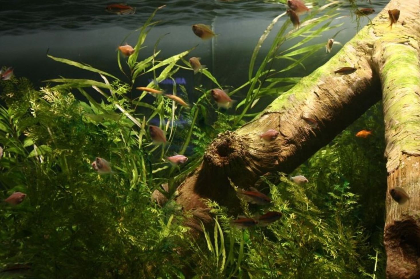 Agritech, dal Mimit 2,5 mln per il progetto Demetra sull’acquaponica con capofila Fos Agritech, dal Mimit 2,5 mln per il progetto Demetra sull’acquaponica con capofila Fos