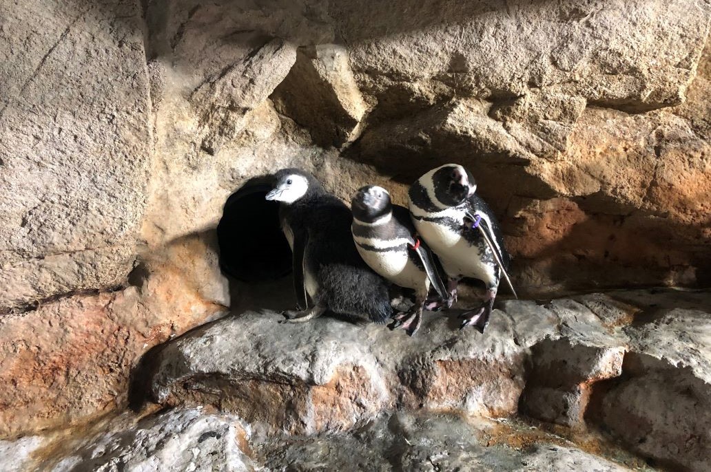 L’Acquario di Genova festeggia l’ultimo arrivato: un pulcino di pinguino di Magellano L’Acquario di Genova festeggia l’ultimo arrivato: un pulcino di pinguino di Magellano