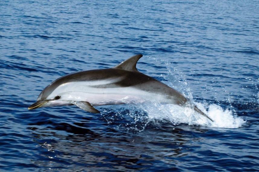 Protezione dei cetacei: fa tappa a Genova la spedizione scientifica francese Explore Pelagos Protezione dei cetacei: fa tappa a Genova la spedizione scientifica francese Explore Pelagos