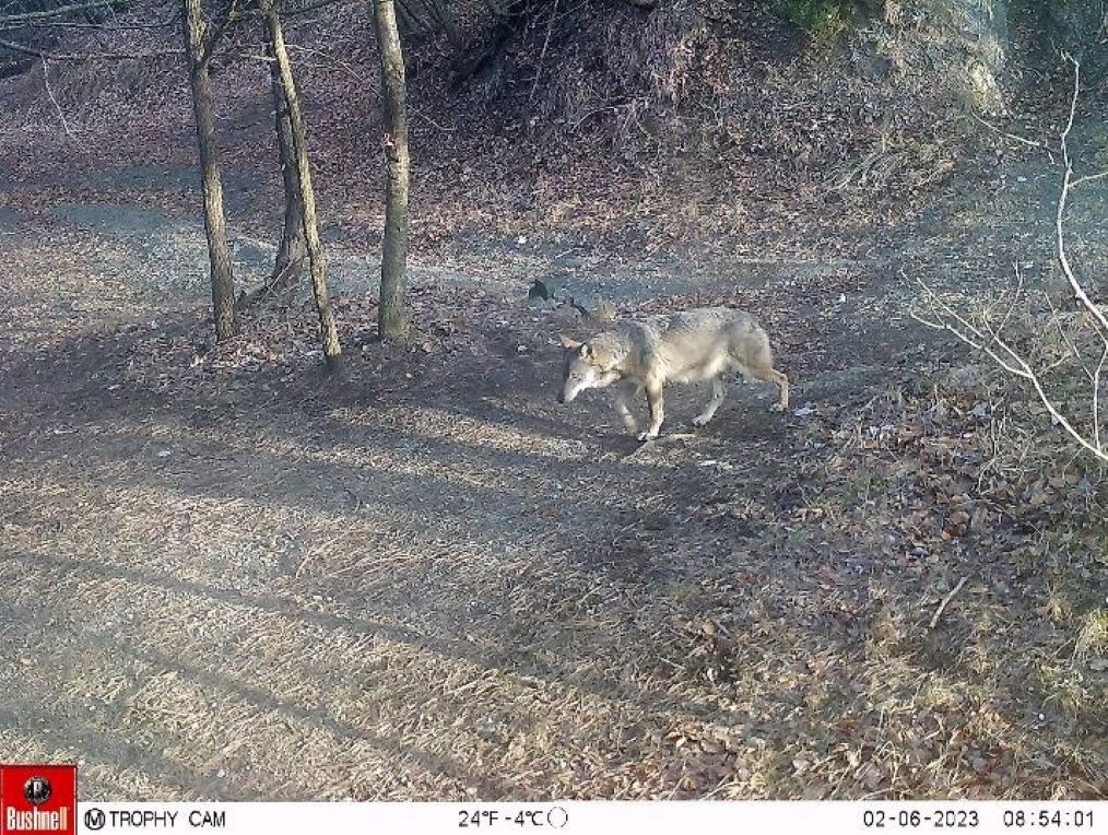 Lupi, nel Parco del Beigua 5.324 osservazioni georeferenziate in 12 anni di rilevazioni Lupi, nel Parco del Beigua 5.324 osservazioni georeferenziate in 12 anni di rilevazioni