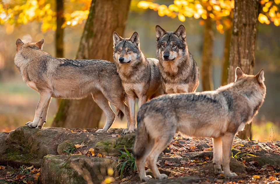 Cia Savona sui lupi: «Assalti ad aziende insostenibili, serve rivedere il piano faunistico» Cia Savona sui lupi: «Assalti ad aziende insostenibili, serve rivedere il piano faunistico»