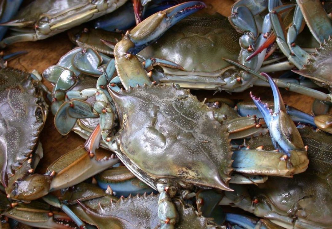 Granchio blu, Coldiretti: “Dal governo altri 10 mln per la lotta al killer dei mari” Granchio blu, Coldiretti: “Dal governo altri 10 mln per la lotta al killer dei mari”