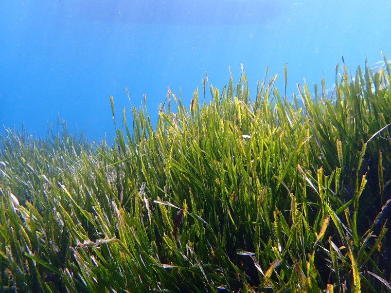 Riforestazione della Posidonia a Sanremo: ok della Regione al posizionamento di dieci biostuoie Riforestazione della Posidonia a Sanremo: ok della Regione al posizionamento di dieci biostuoie