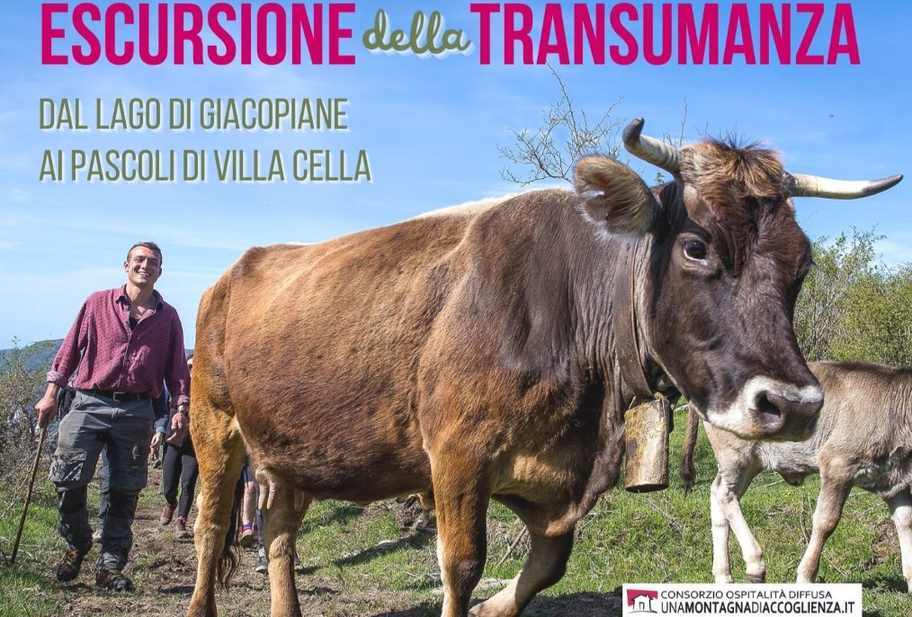 Transumanza: domenica 14 escursione nel Parco dell’Aveto con le mucche cabannine Transumanza: domenica 14 escursione nel Parco dell’Aveto con le mucche cabannine