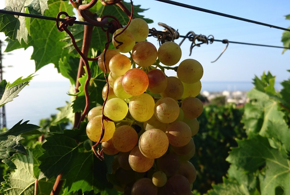Turismo del vino: nuovo progetto di Fattorie di Gusto e rete di imprese Terre del Moscatello Turismo del vino: nuovo progetto di Fattorie di Gusto e rete di imprese Terre del Moscatello