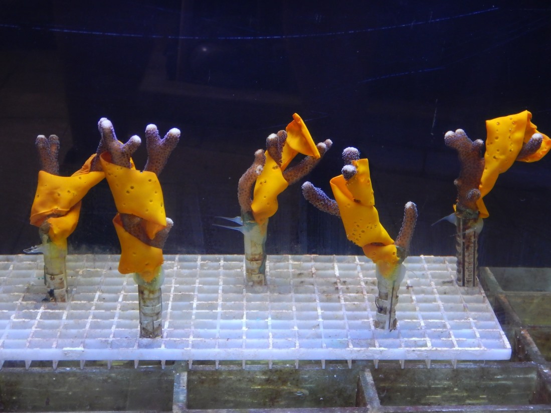 Iit-Bicocca: testato all’Acquario di Genova biomateriale per salvare i coralli Iit-Bicocca: testato all’Acquario di Genova biomateriale per salvare i coralli