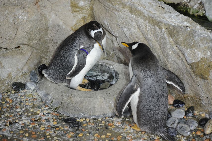 Acquario di Genova: a febbraio tre appuntamenti quotidiani con lo staff Acquario di Genova: a febbraio tre appuntamenti quotidiani con lo staff
