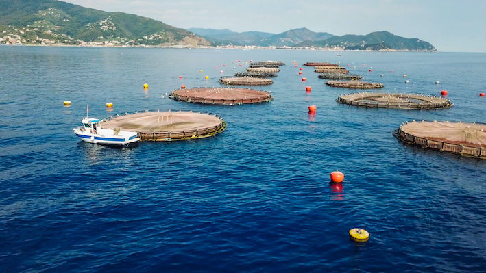 Allevamento pesce, certificato l’allevamento antibiotic free di Aqua De Mâ a Lavagna Allevamento pesce, certificato l’allevamento antibiotic free di Aqua De Mâ a Lavagna