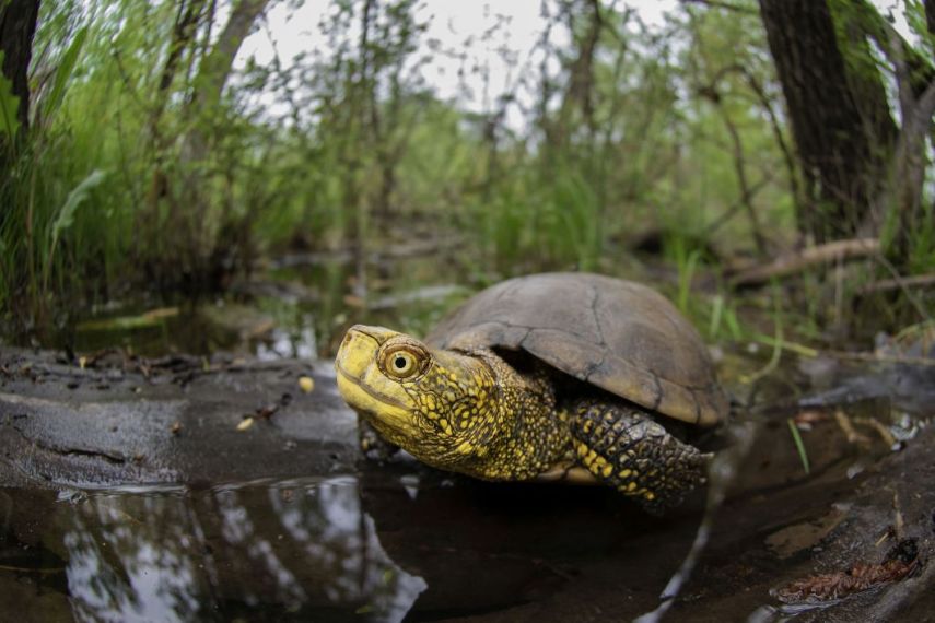 L’Acquario di Genova celebra la giornata mondiale delle tartarughe (23 maggio) L’Acquario di Genova celebra la giornata mondiale delle tartarughe (23 maggio)